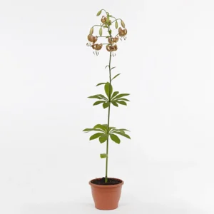 Potted tall plant with drooping orange flowers