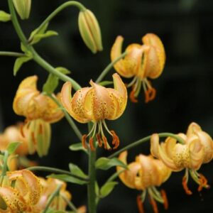 Orange speckled lilies with curved petals