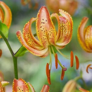 Close-up of orange spotted lilies