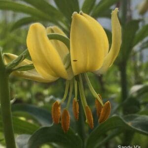 Close-up of a yellow flower bloom