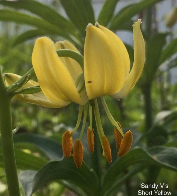 Close-up of a yellow flower bloom