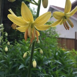 Vibrant yellow flowers in bloom