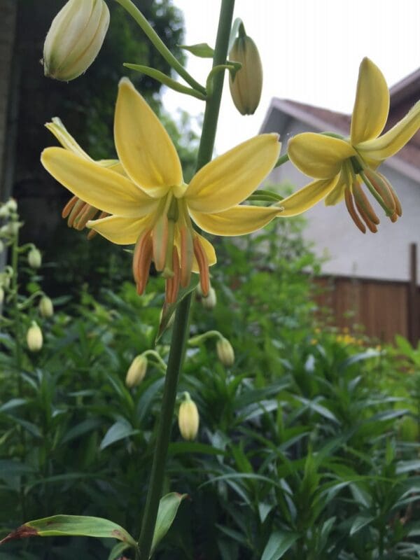 Vibrant yellow flowers in bloom