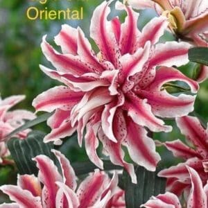 Magic Star Oriental lilies blooming.