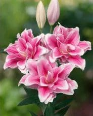 Here's an alt tag for the image: Pink Oriental lilies in bloom.