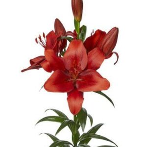 A red flower with green leaves on top of it.