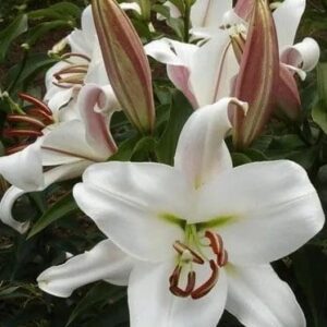 Beautiful white lilies in full bloom.