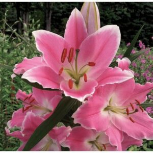 Pink lilies with white edges and orange stamens