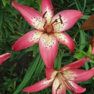 Pink lilies with green foliage background.