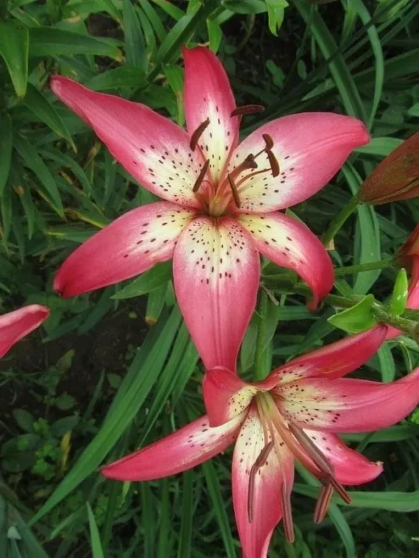 Pink lilies with green foliage background.