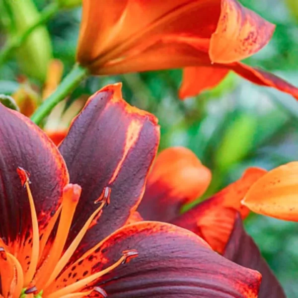 Dark red and orange lilies bloom.