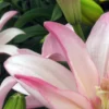 Soft pink lily bloom with green buds