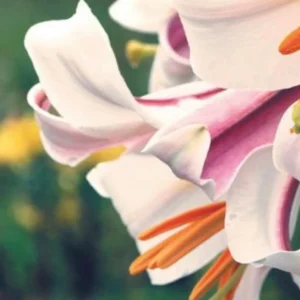 Soft pink and white lily petals with stamens