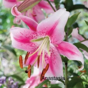 Pink Anastasia lily flower bloom.