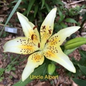 Yellow lily with brown speckles in garden.