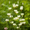 White lilies in a green field.