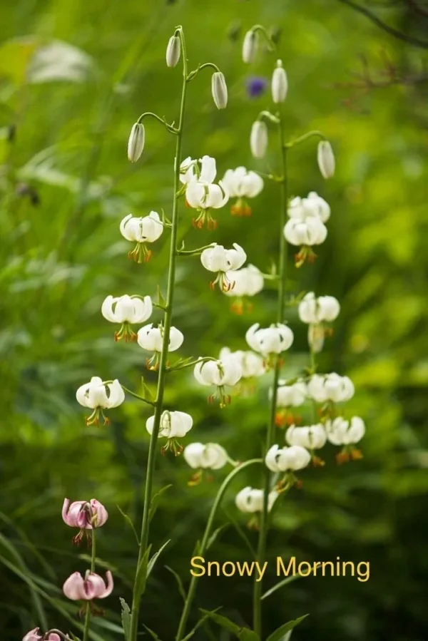 White lilies in a green field.