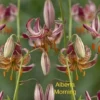 Martagon lilies, Alberta Morning variety.