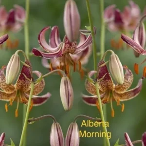 Martagon lilies, Alberta Morning variety.