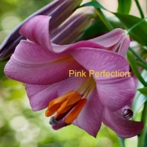 Delicate trumpet-shaped pink lily bloom