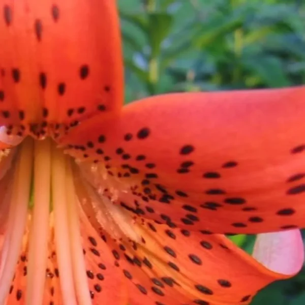 Close-up of an orange speckled lily.