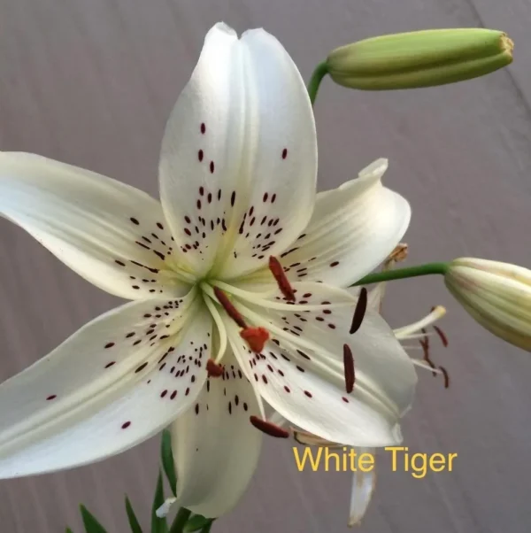White Tiger lily with maroon spots.