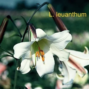 L. leucanthum white lily flower.