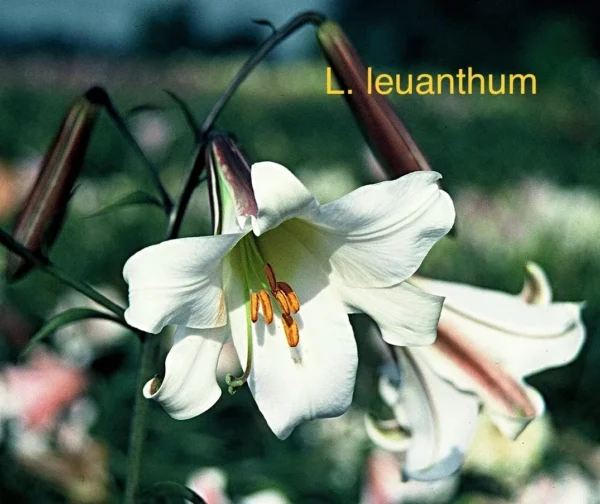 L. leucanthum white lily flower.