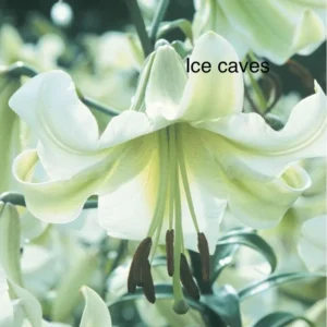 Pale green Ice Caves lily bloom.