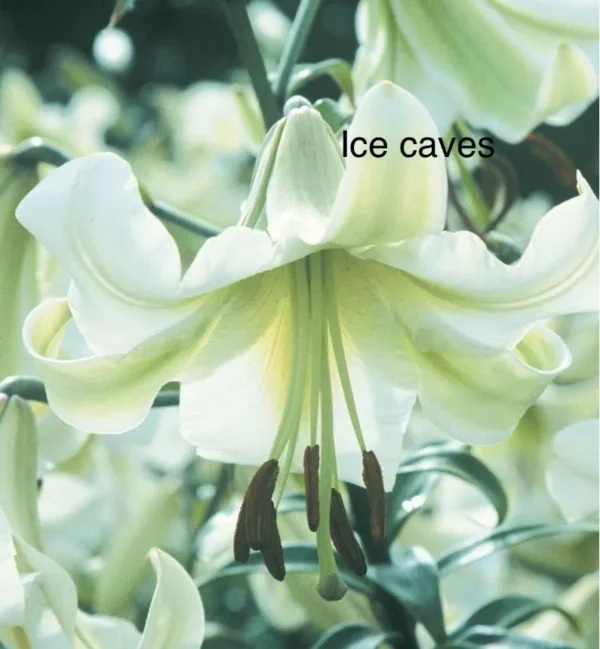 Pale green Ice Caves lily bloom.
