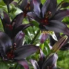 Dark Landini lilies in full bloom.