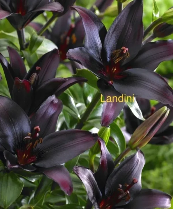 Dark Landini lilies in full bloom.