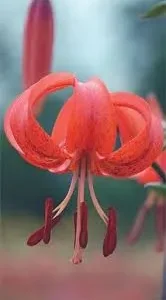 Here's an alt tag for the image: Red Turk's Cap Lily in bloom.