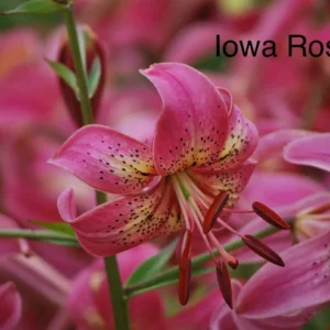 Pink Iowa Rose lily blossom