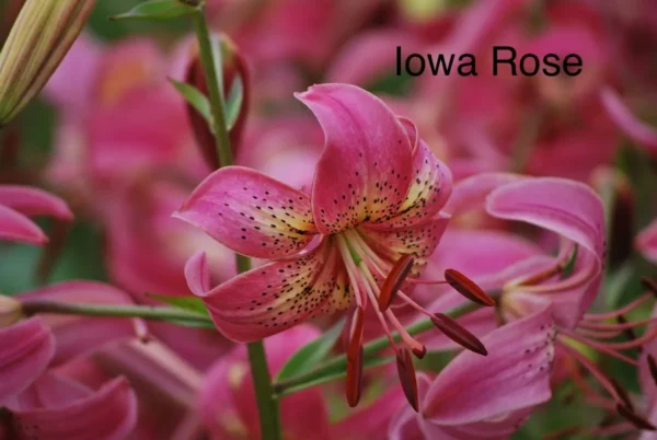 Pink Iowa Rose lily blossom