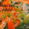 Orange spotted Asiatic lily close-up