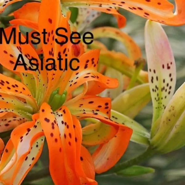 Orange spotted Asiatic lily close-up