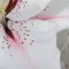 White lily petal with pink stripe and speckles