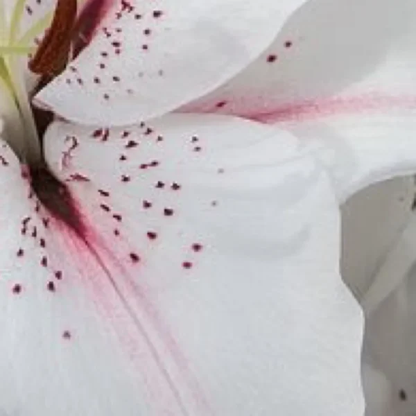 White lily petal with pink stripe and speckles