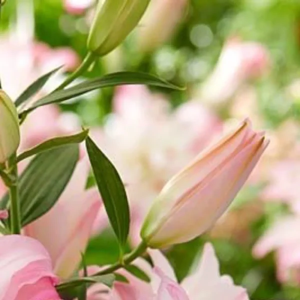 Close-up of pale pink lily buds