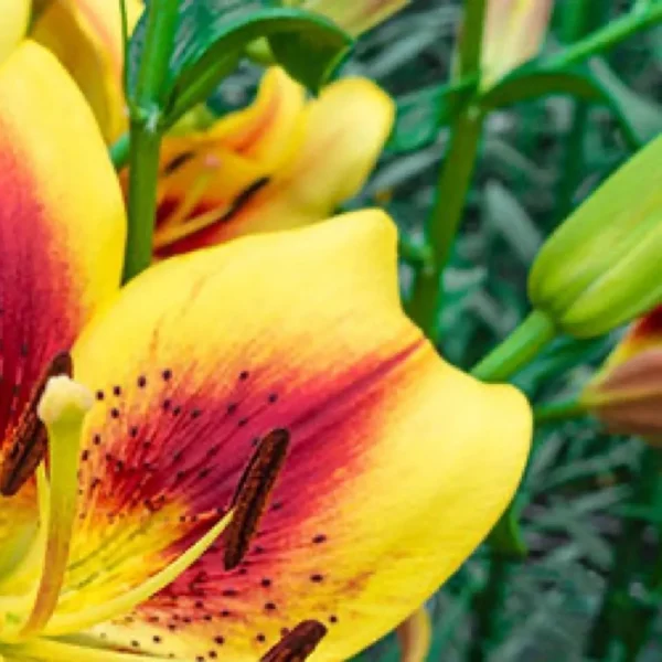 Close-up yellow lily with red center