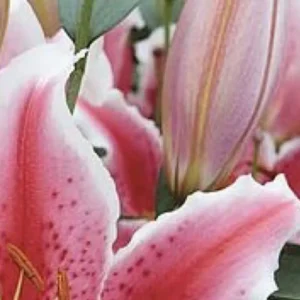 Pink and white spotted lily close-up