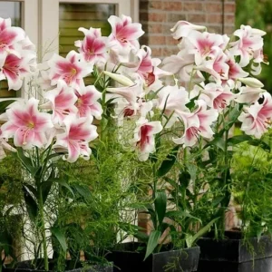 A group of pink flowers in pots on the ground.