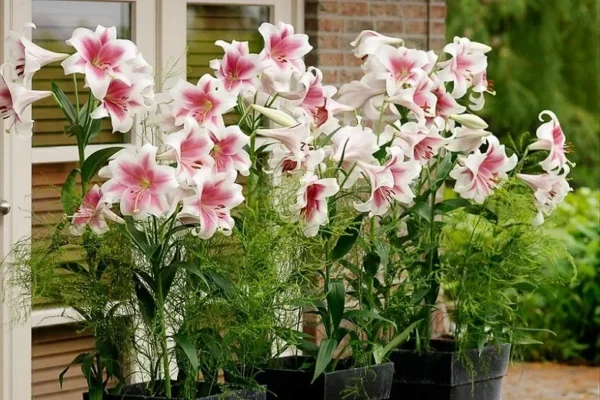 A group of pink flowers in pots on the ground.