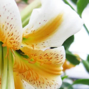 Close-up of speckled white and yellow lily