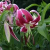 Pink lily with recurved petals and stamens
