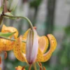 Spotted orange tiger lily with bud