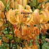 Peppard Gold lilies with recurved orange petals