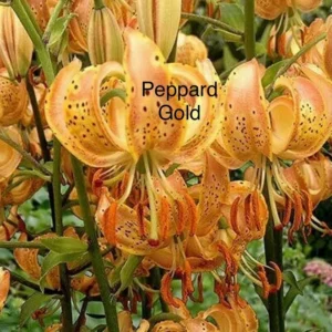 Peppard Gold lilies with recurved orange petals