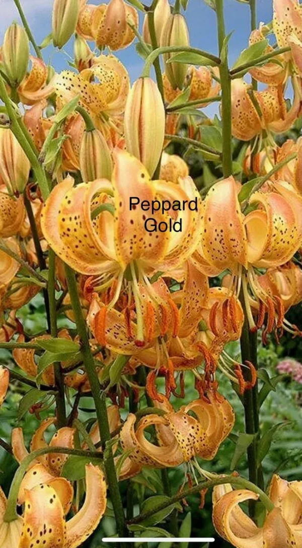 Peppard Gold lilies with recurved orange petals